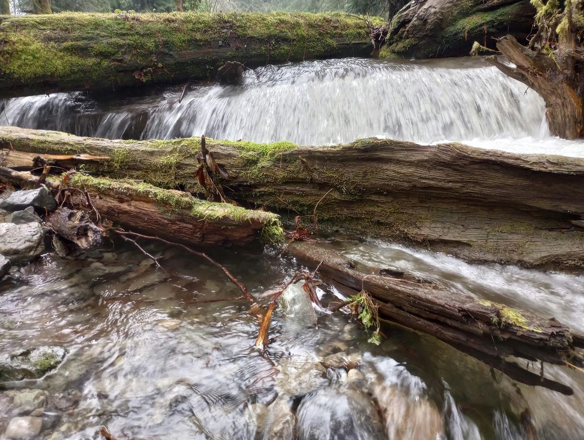 Seasonal Rounds Seasonal Nature Round Walk - Syrup & Salmon at 26829 Lake Riley Rd ...