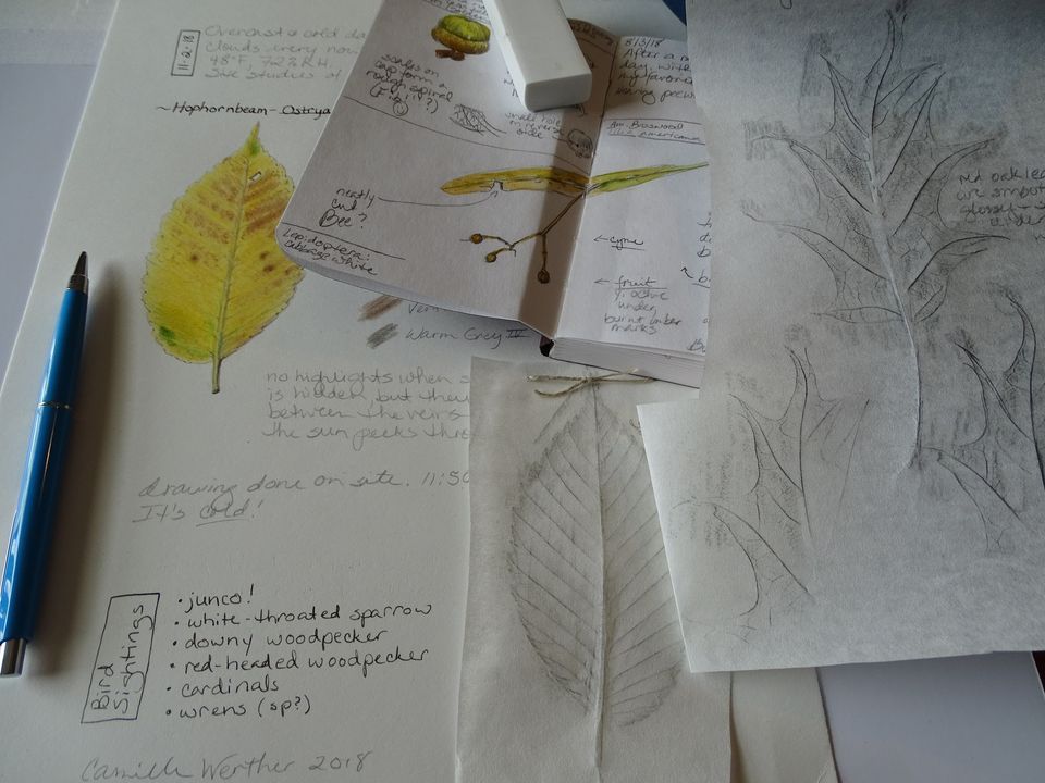 Botanical Illustration Botanical Drawing for Beginners Cones & Evergreens Lauritzen Gardens