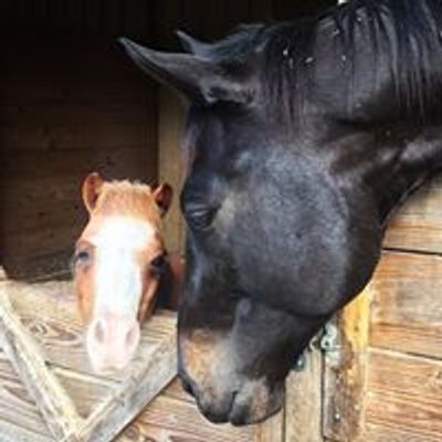 Equine Rescue and Adoption Foundation -  ERAF - Horse Rescue, Palm City, FL