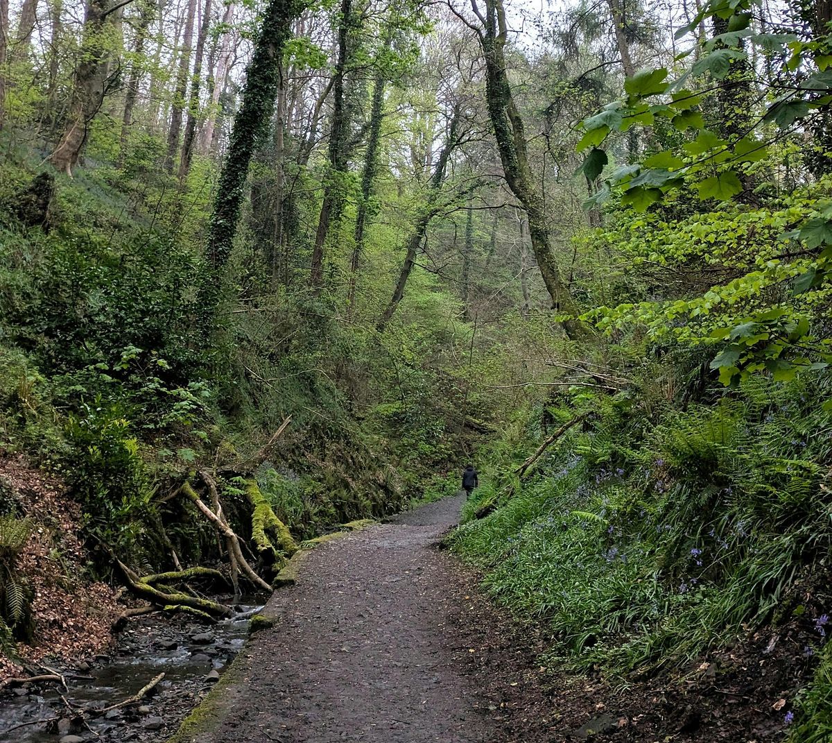 A Spring Gathering at Cregagh Glen