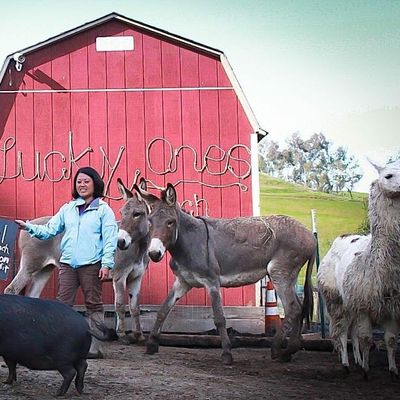 Lucky Ones Ranch Non-Profit Animal Sanctuary