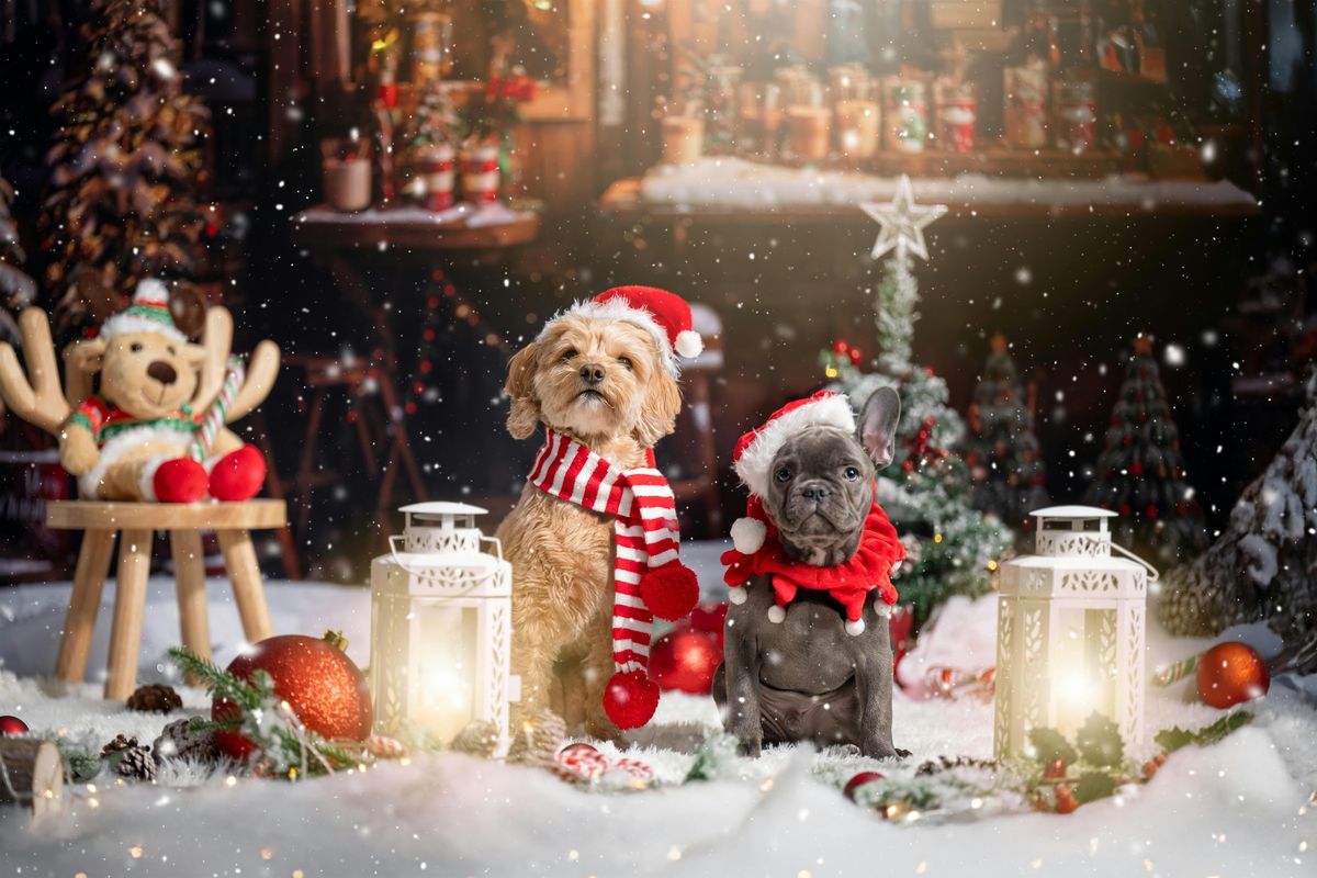 Fine Art Holiday Pet Portrait at Pet Planet