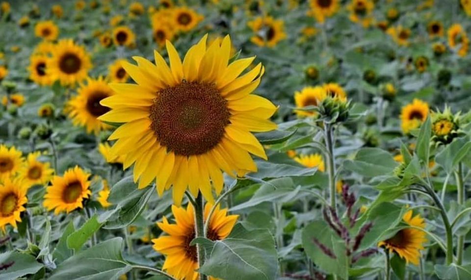 Sunflower Festival 2022 | The Homestead Farm at Fruit Hill Orchard