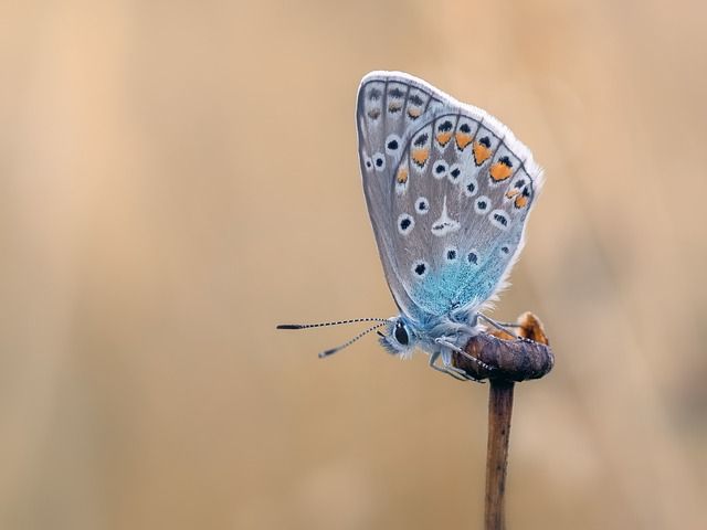 Insect Walk and Talk | The Underpass, Hazelmore Road, Petts Wood BR5 ...