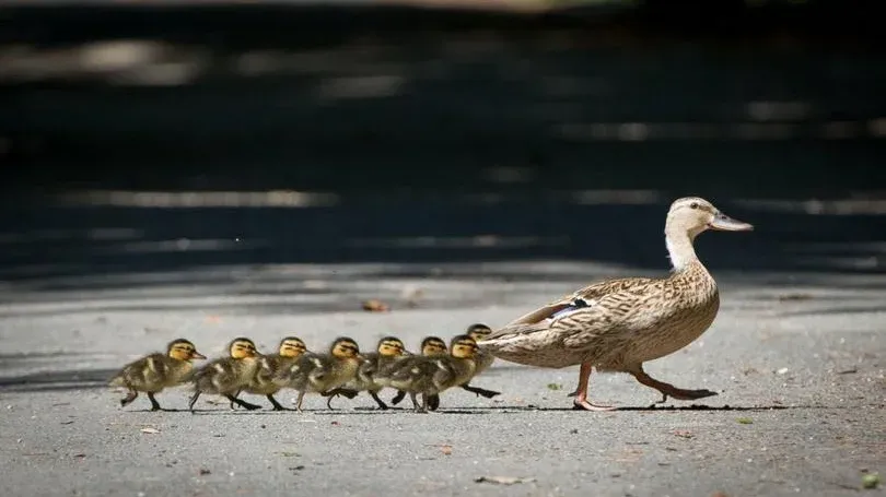 Conversations in Coaching - Vulnerability & Authenticity