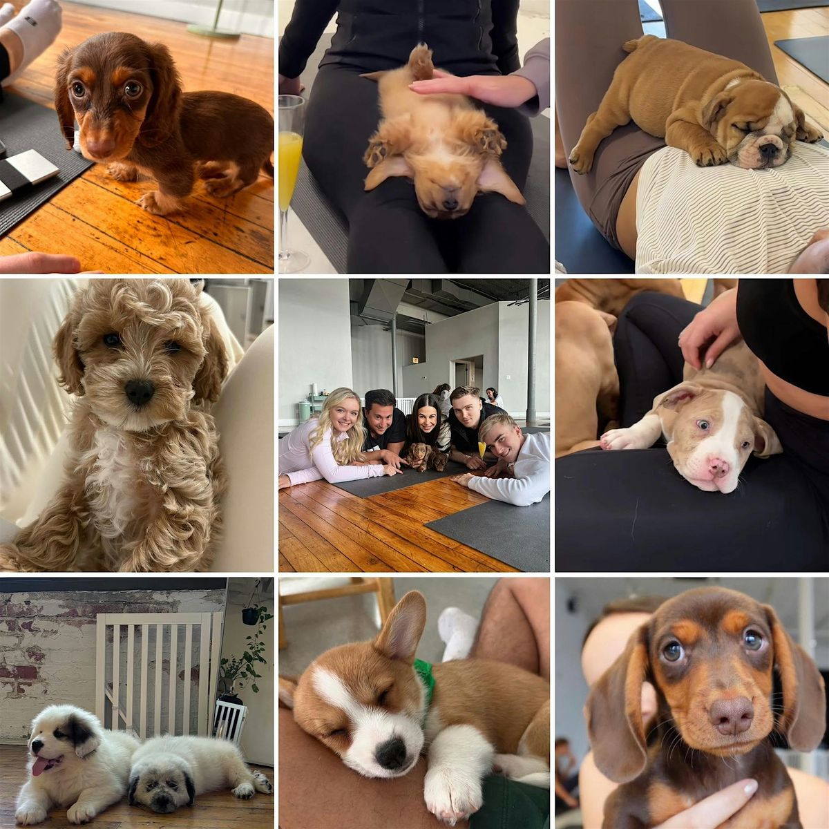 Yoga with Puppies - April 18th