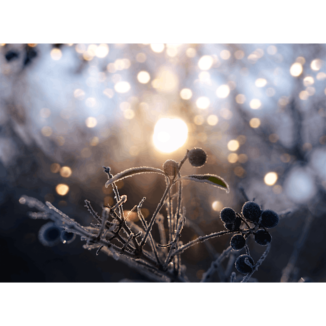 Winter Solstice Day Retreat