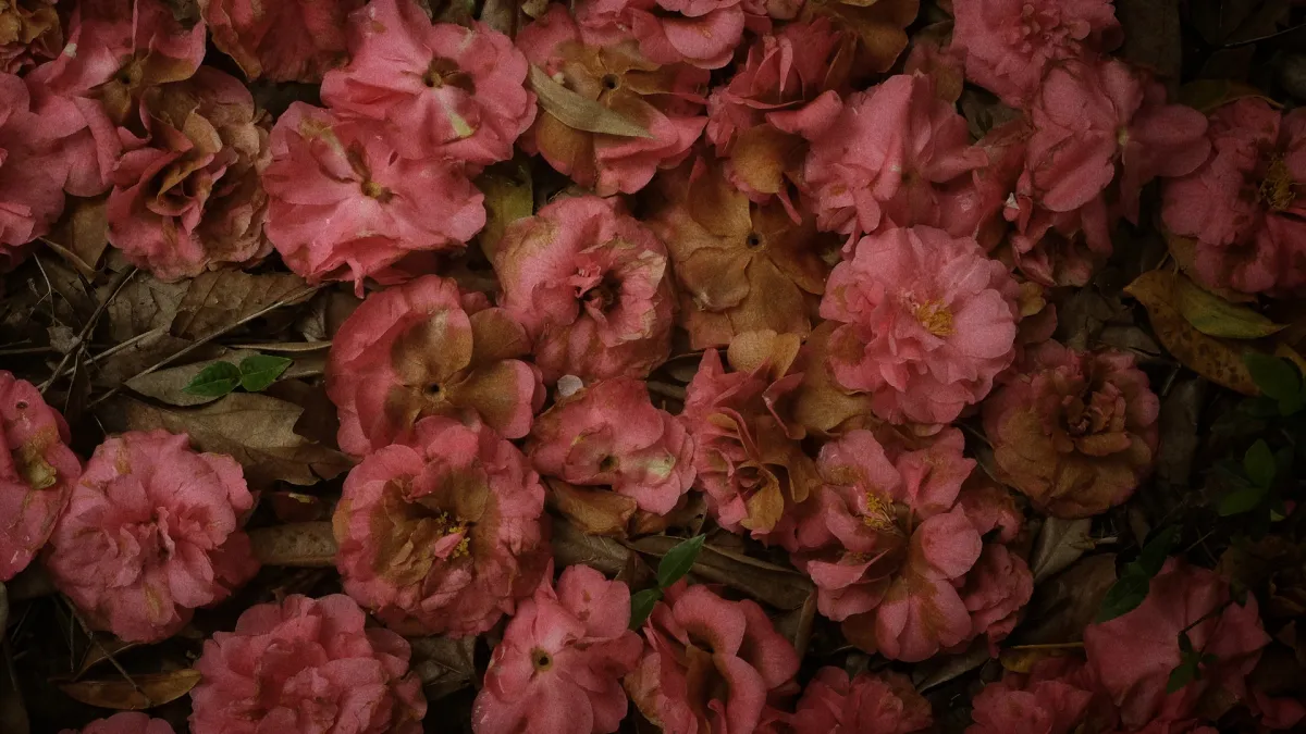 Alela Diane in Bordeaux