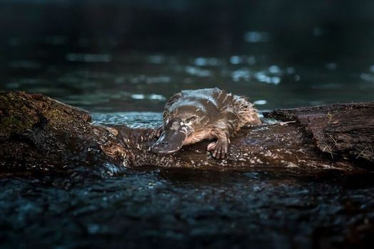 Postponed Until 2022 Celebrating The Platypus In The Diamond Creek Celebration Day Edendale Community Environment Farm Eltham Vi September 4 2021 Diamond In A Day 2022