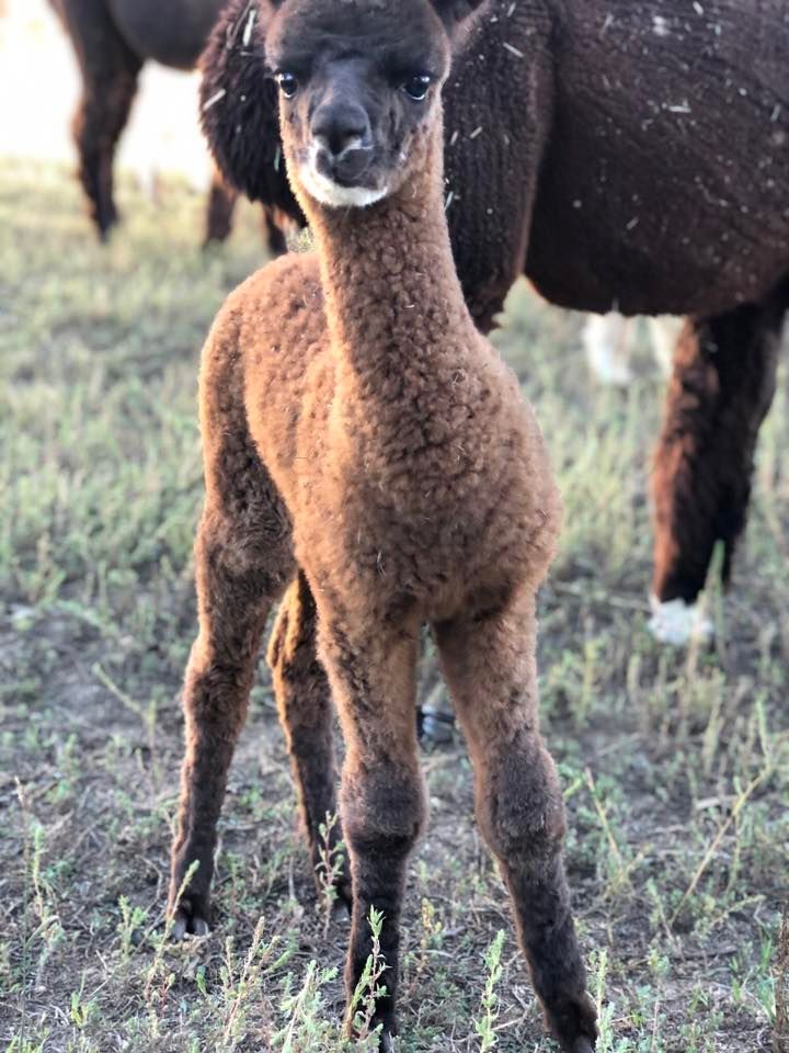 2023 Alpaca Extrvaganza Boulder County Fairgrounds, Longmont, CO