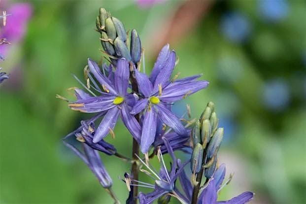 Indigenous Plant Walk