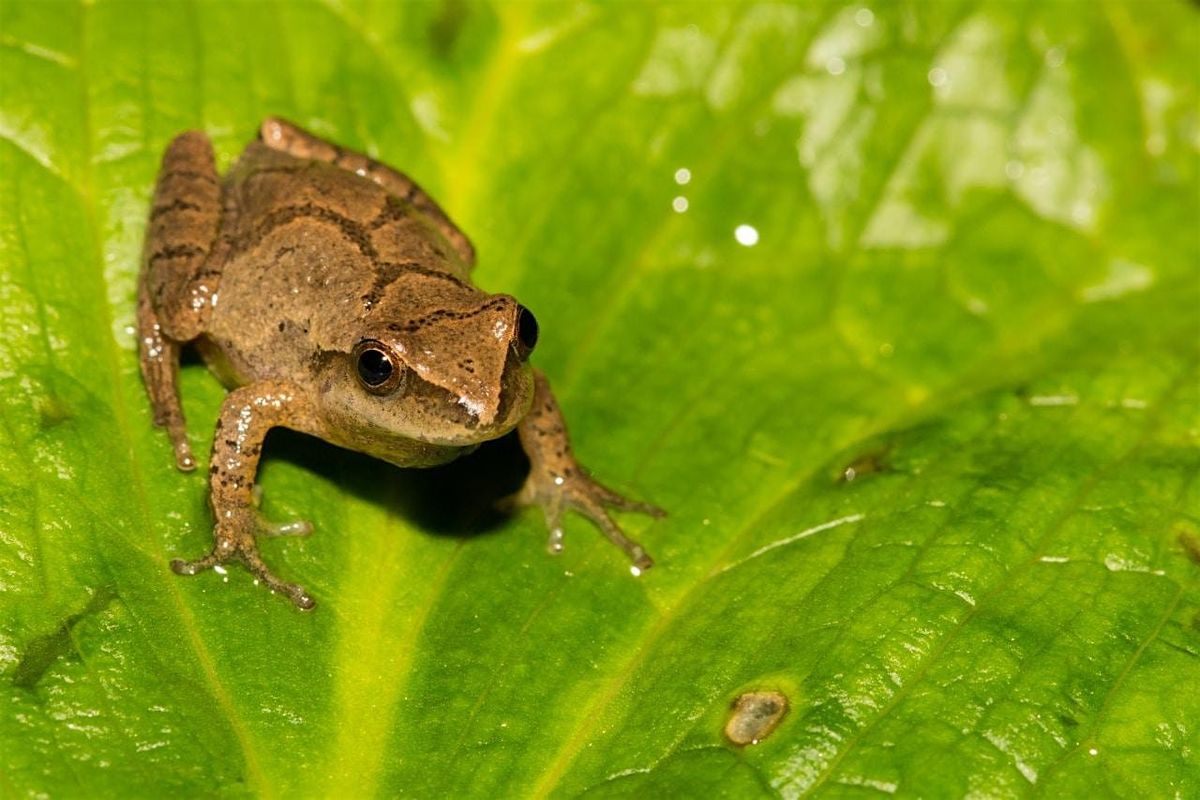 Tree Time: Frogs I