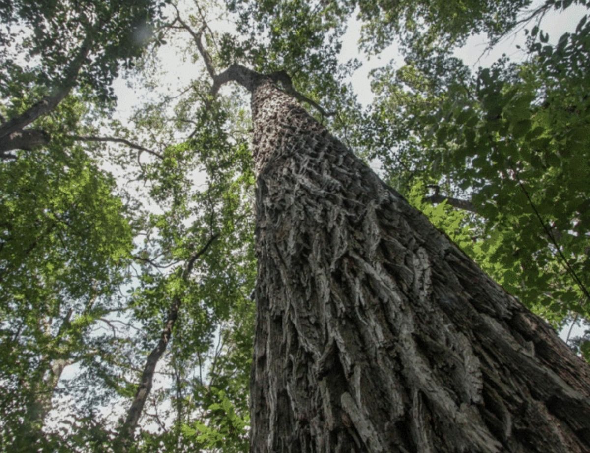 Wednesday Walk: Old-Growth Forest Trees