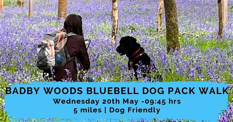 BADBY WOODS BLUEBELL DOG PACK WALK | 5 MILES | NORTHANTS