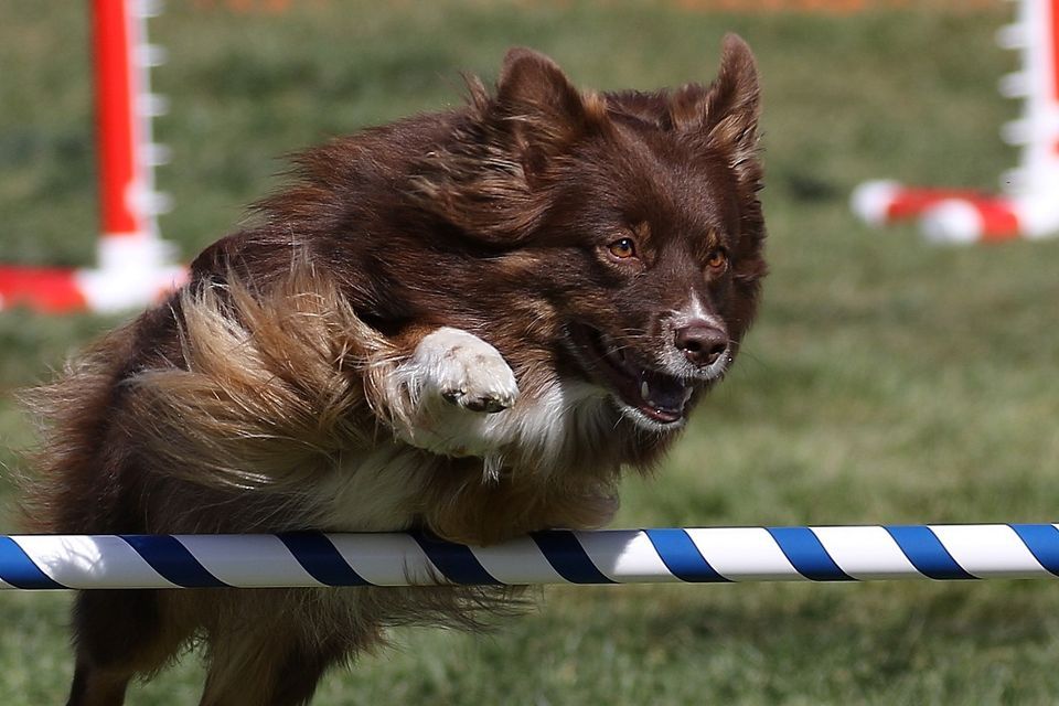 AKC Agility Trial by K9 OTC! Canine Sports Zone, Middleton, WI