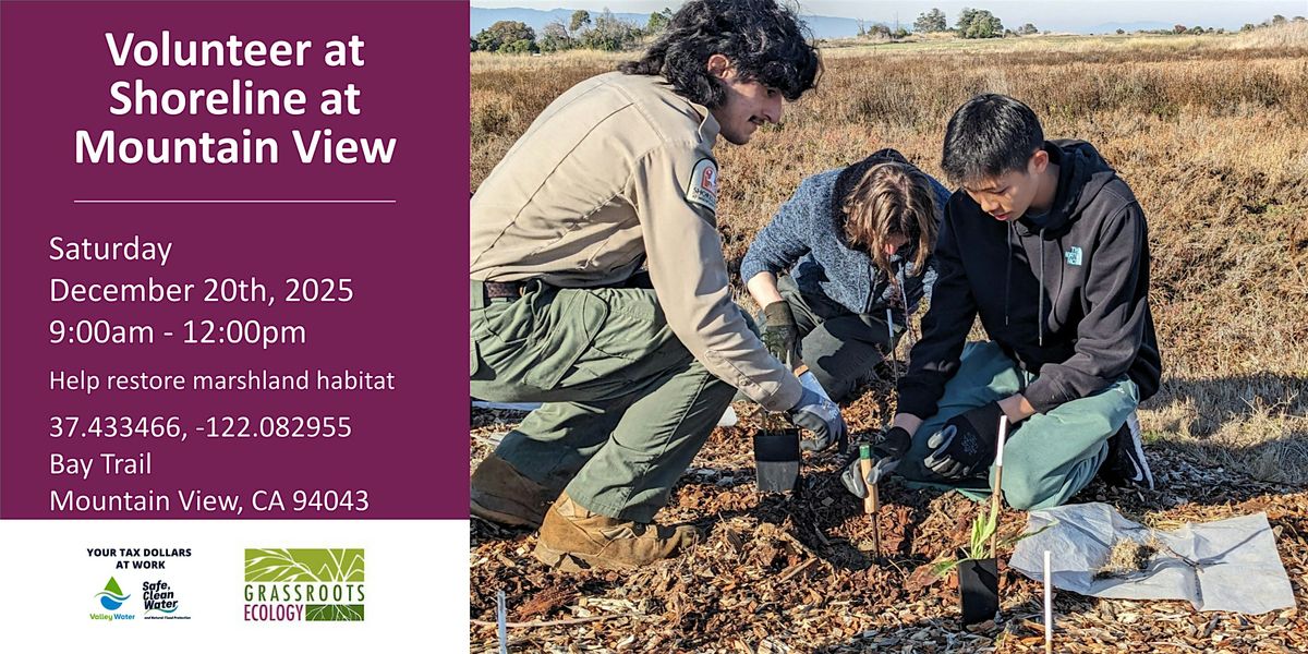 Volunteer Outdoors in MV Shoreline Marsh Habitat Restoration