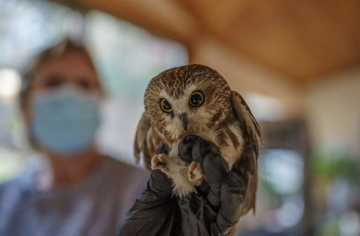 Birds of Prey Over Water: Habits and Habitats of Owls and Hawks