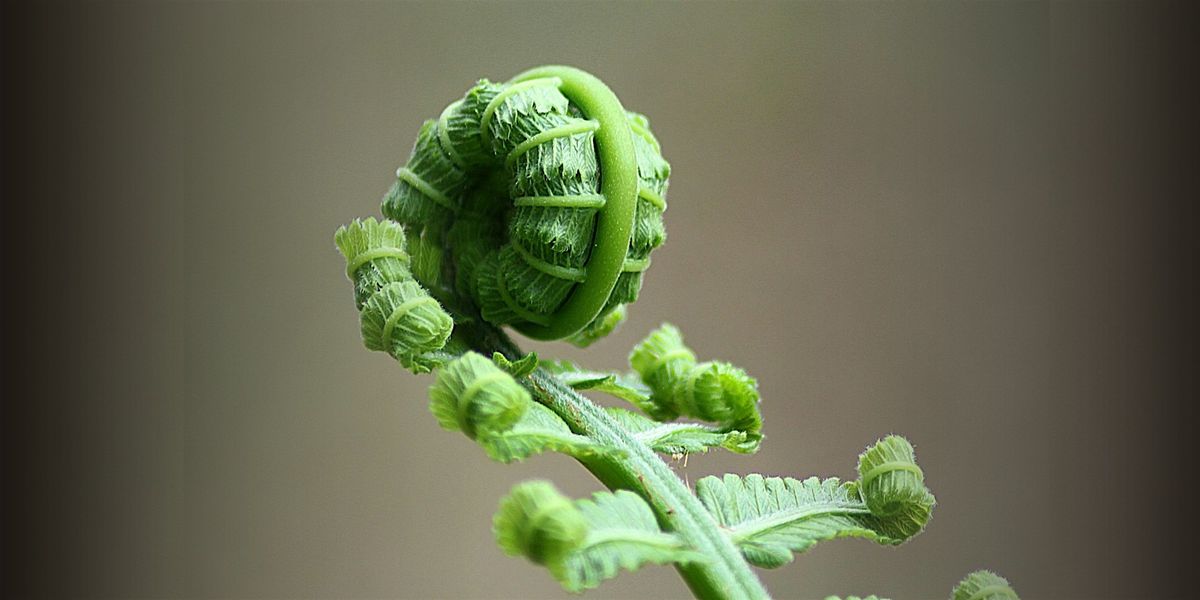 Embodied Emergence\u2122: A Circle of Collective Becoming