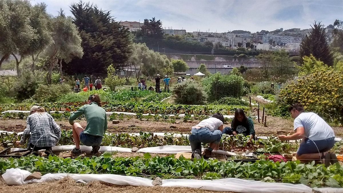 Alemany Farm Volunteer Day