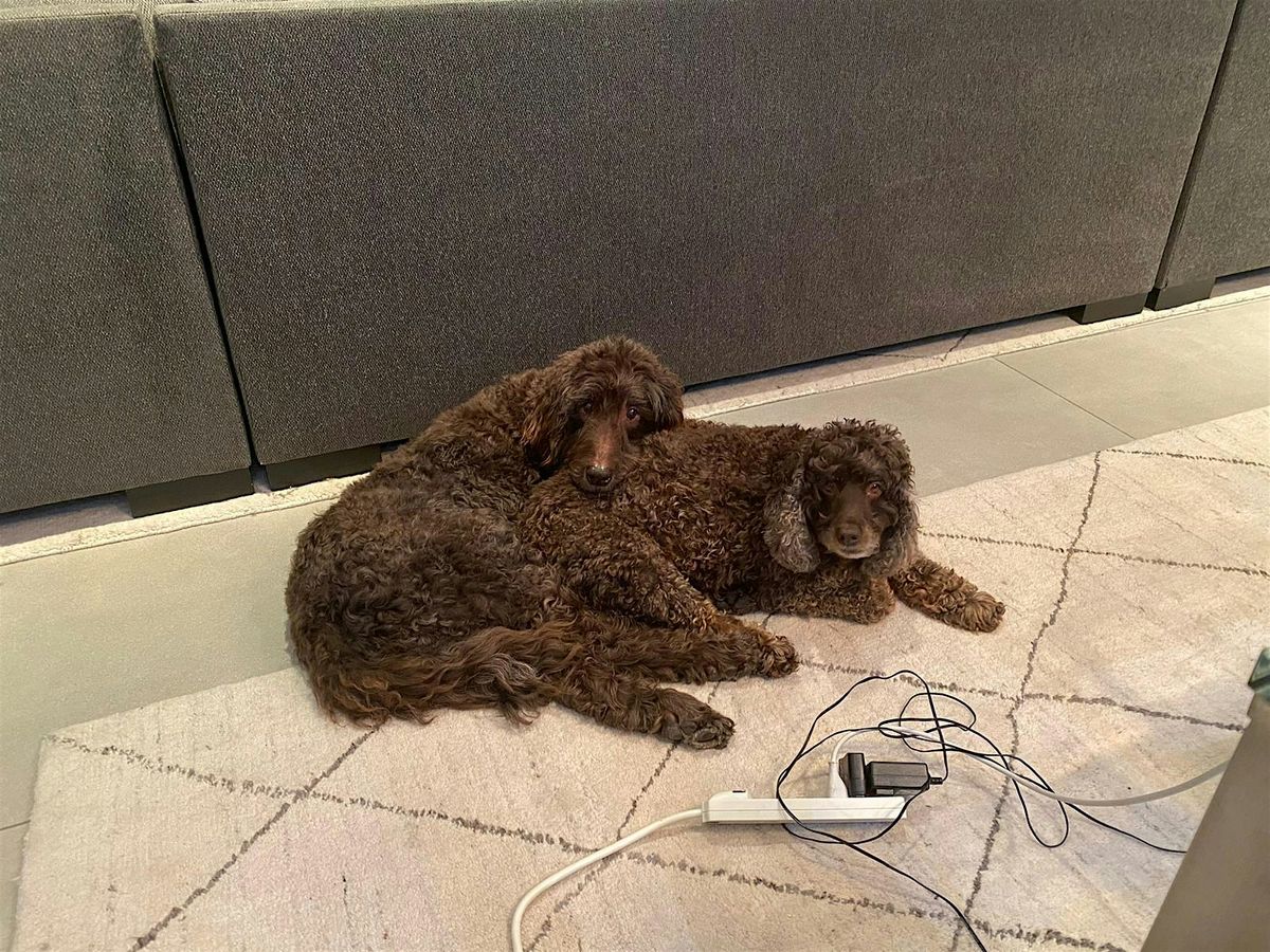 Unveiling of the Brady & Hunter Dog Bench with Mayor Suarez and District 4