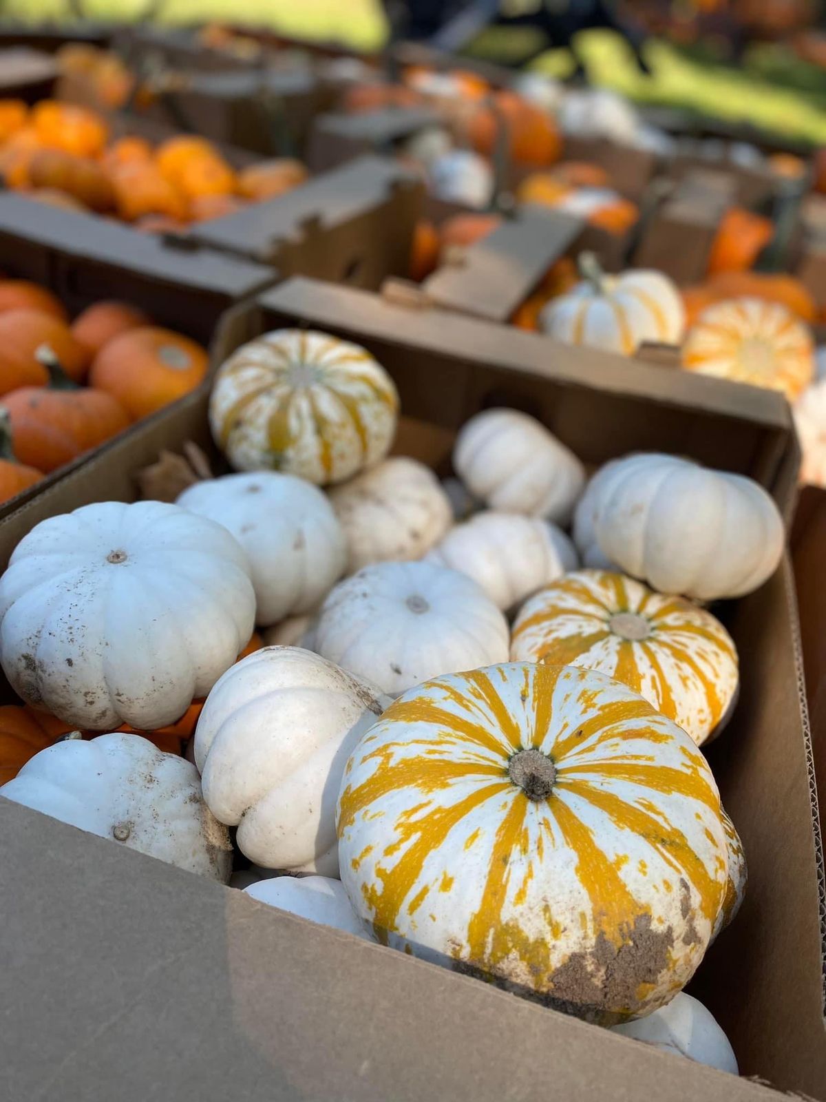 Jacksonville Pumpkin Patch 2024 Jacksonville Pumpkin Patch, Neptune