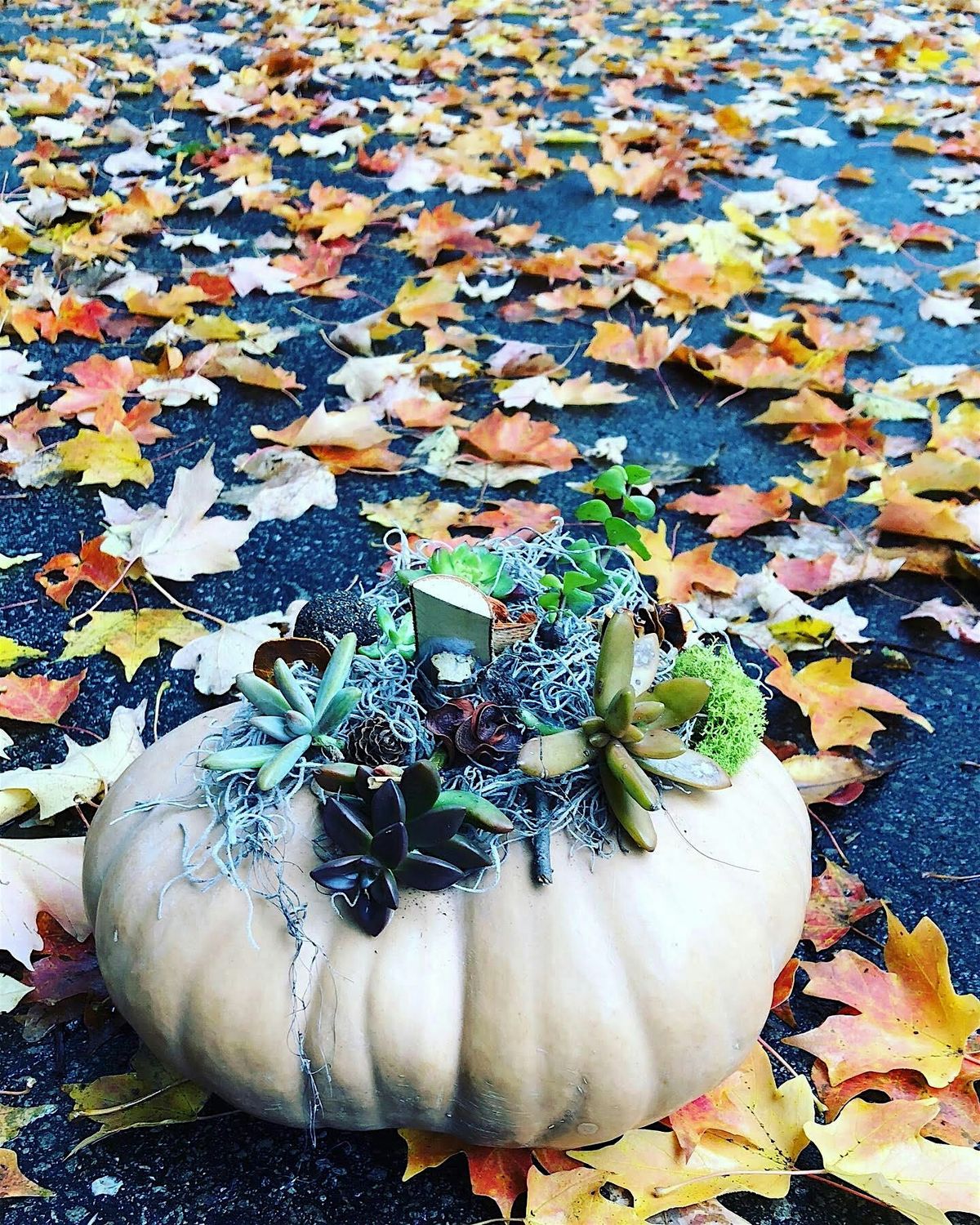 Thanksgiving Succulent Pumpkin Wokshop