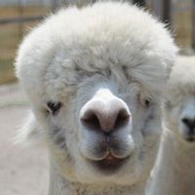 LondonDairy Alpaca Ranch