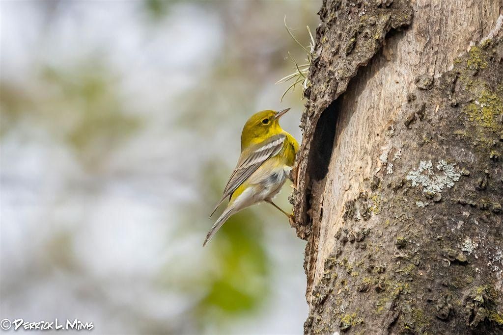 Headwaters 2nd Friday Birding with Cappy Bird
