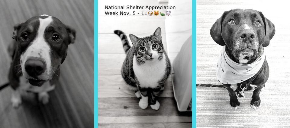 Dillards Adoption Event