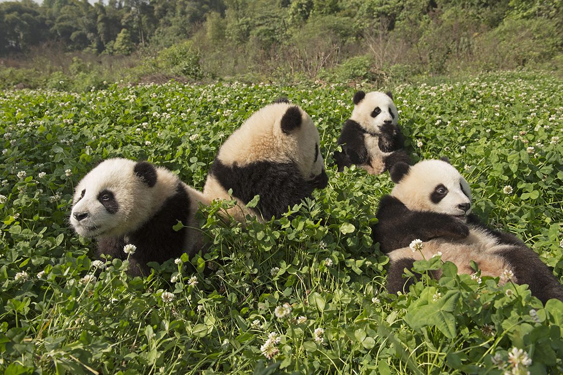 Parking Panda Bear