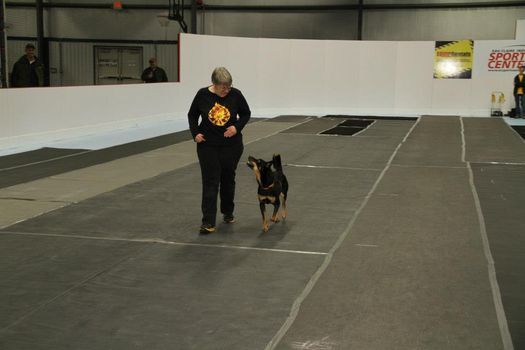 Canine Good Citizen\/Therapy dog Classes