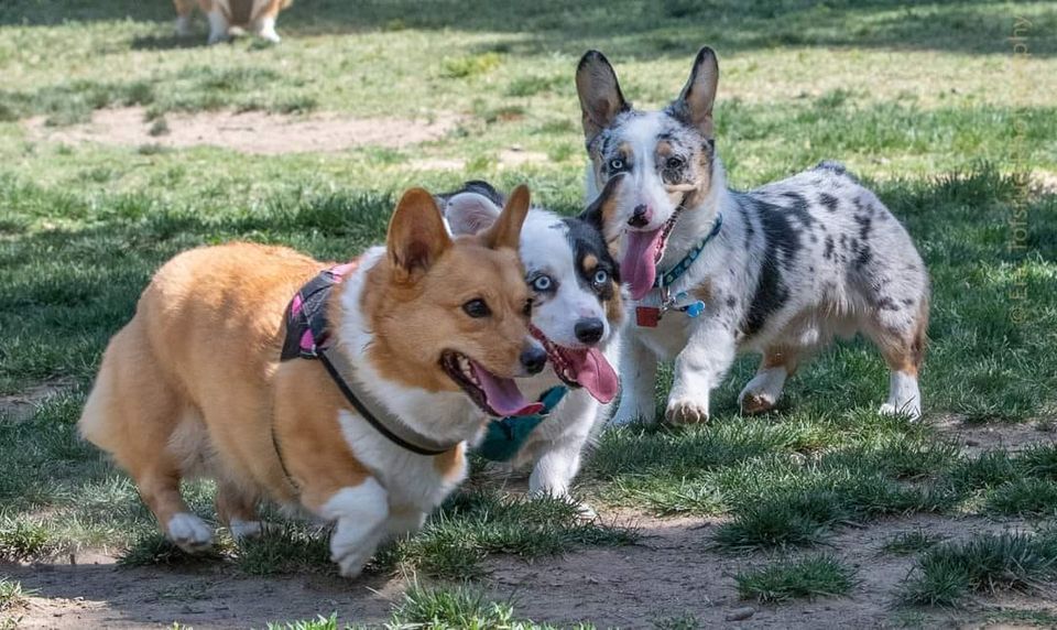 Saugstad Dog Park SCP Big Meet