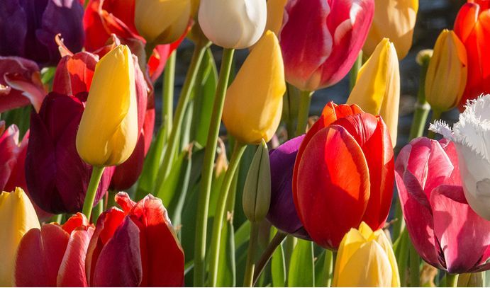 Bus Trip to Tulip Festival, Bowral | Corbett Gardens NSW Bowral, Sydney, NS  | September 29, 2022