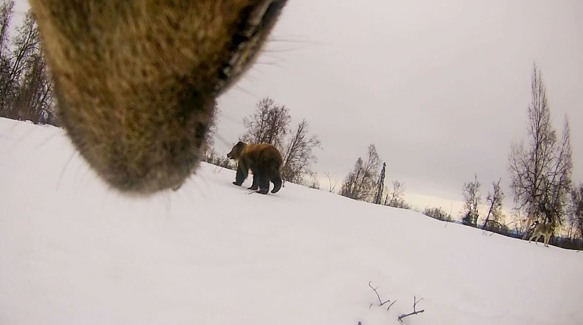 Brown Bears vs. Alaska Anchorage Seawolves
