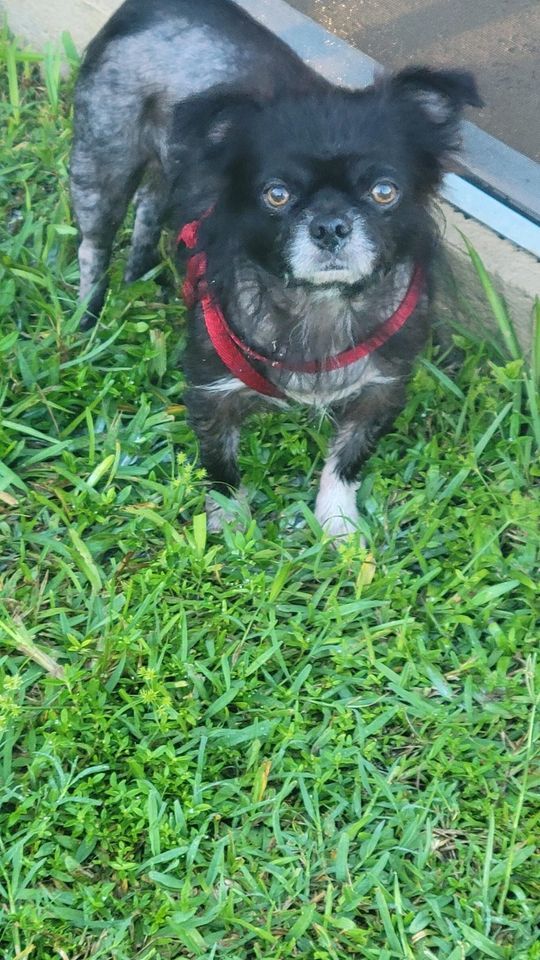 Adopt your new best friend | PetSmart (Boynton Beach, FL) | October 8, 2022