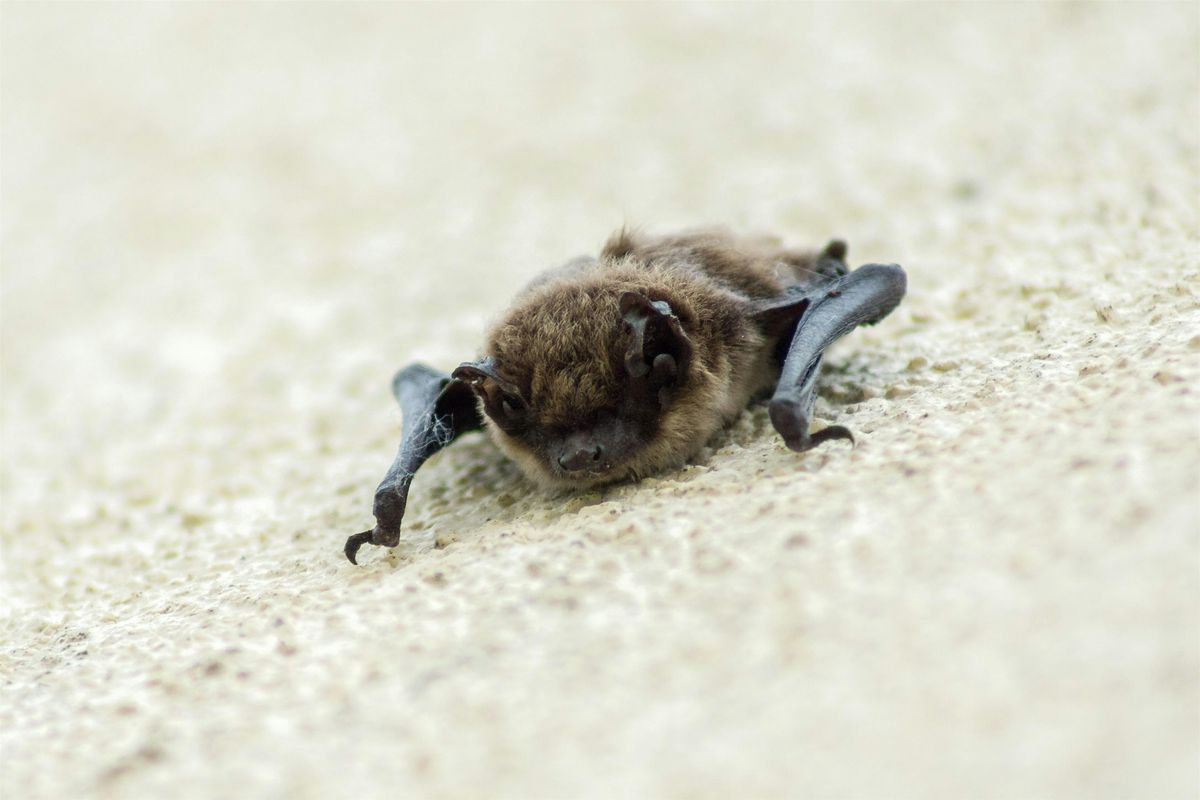 Little Wormwood Scrubs - Spring Bat Walk