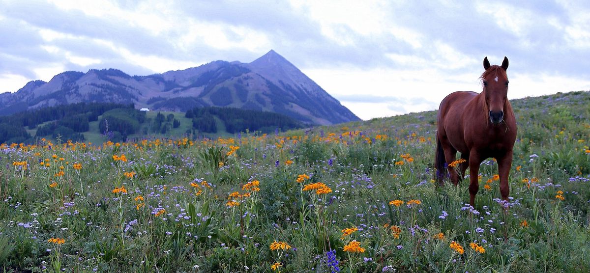 Parking Salish Kootenai Bison at Montana Grizzlies Mens Basketball