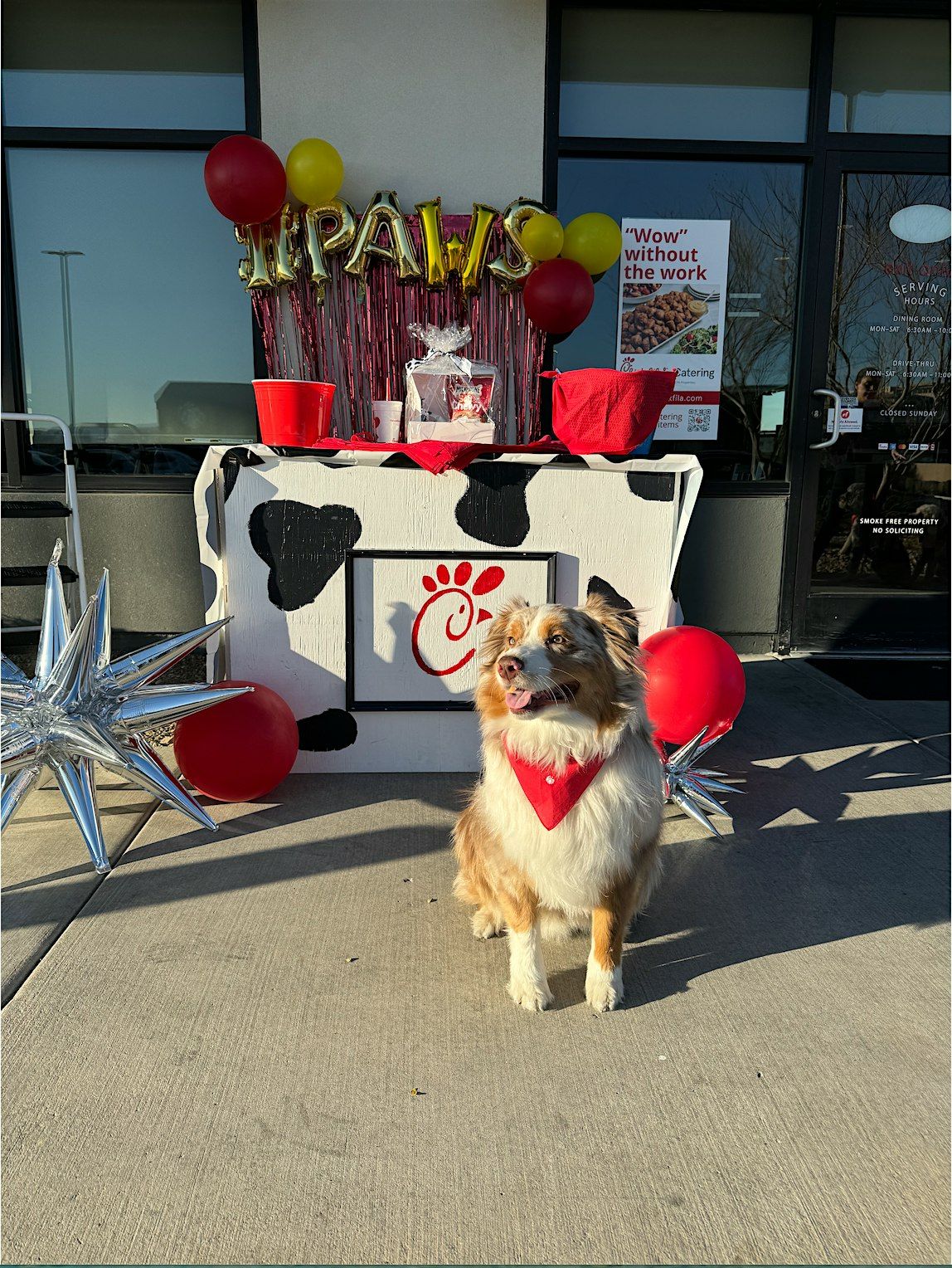 Pup Paw-ty: Dogs in the Drive-Thru at Chick-fil-A!