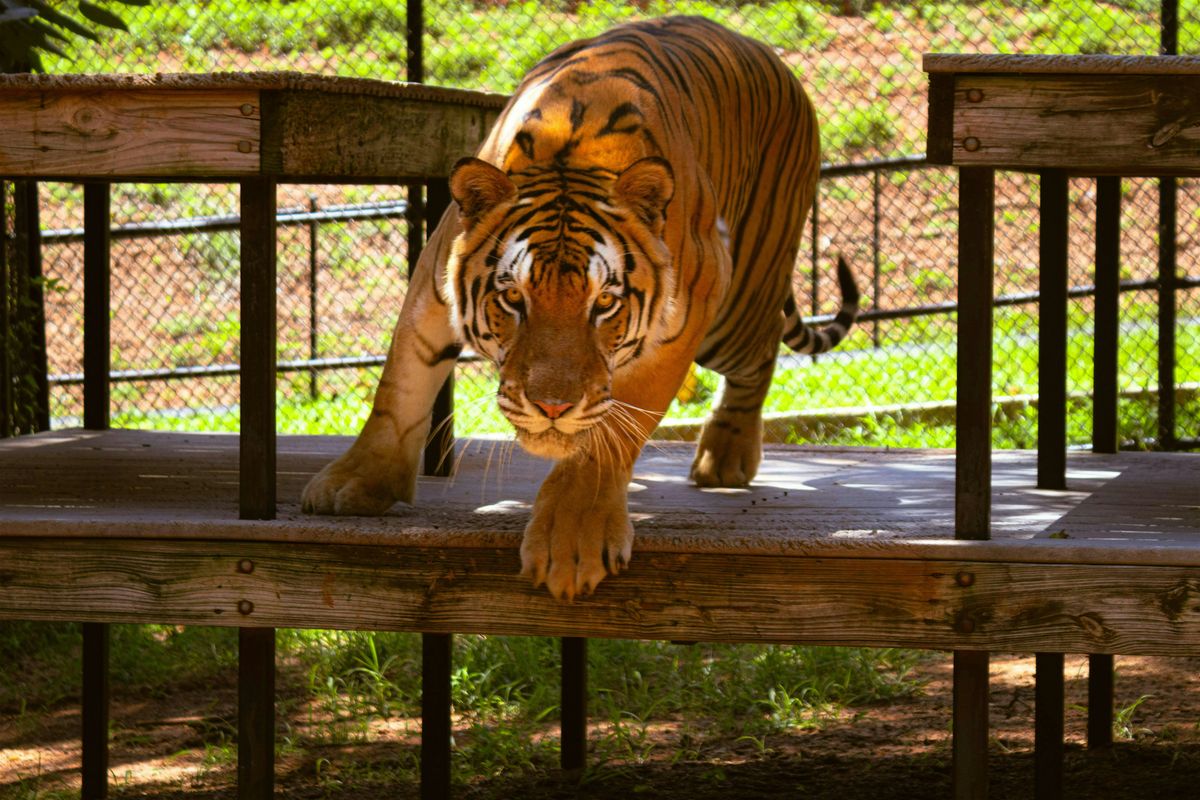 2026 Public Conservation Tour - Meet the Big Cats at Tiger Creek