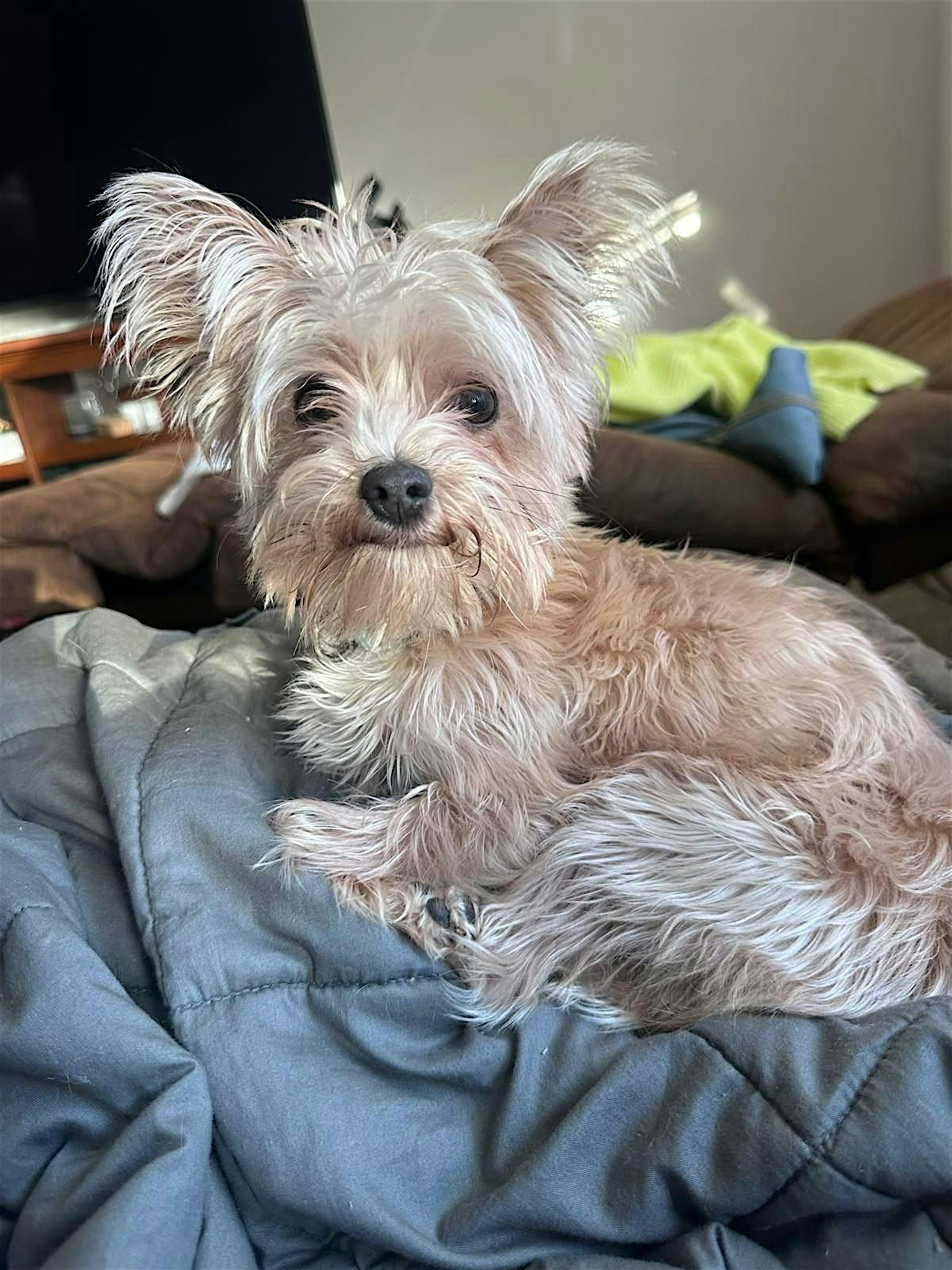 Teddy & Rory\u2019s Puppy Wedding at Zilker Park