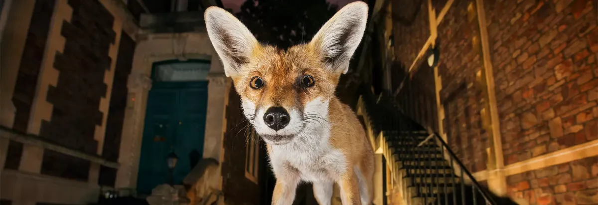 Uncovering Our Concrete Jungles by Chris Schell