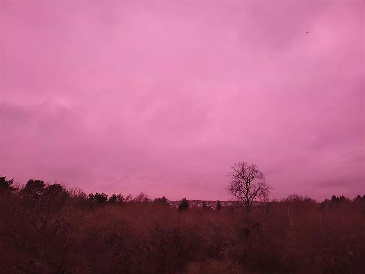 The Strange Pink Rock Show