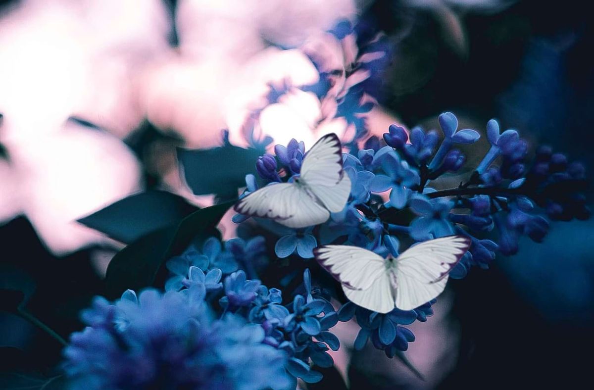 Concert Reading - Busmans Honeymoon at Lifeline Theatre