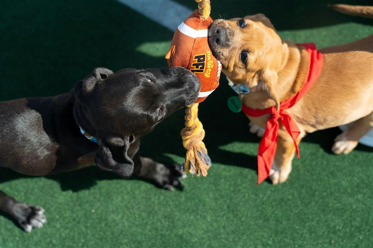 Pup Bowl IX: Where Every Adoption is a Touchdown